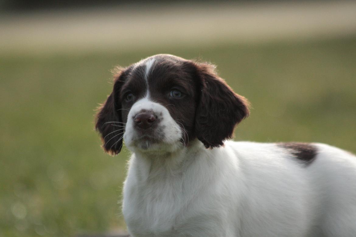 Field Trial spaniel Zeus billede 7