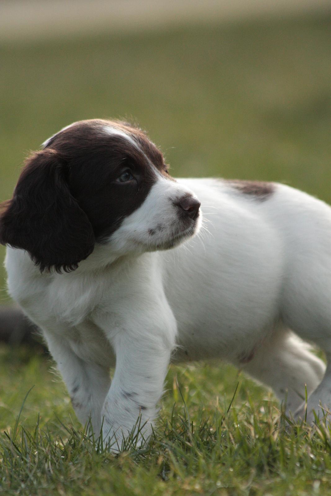 Field Trial spaniel Zeus billede 8