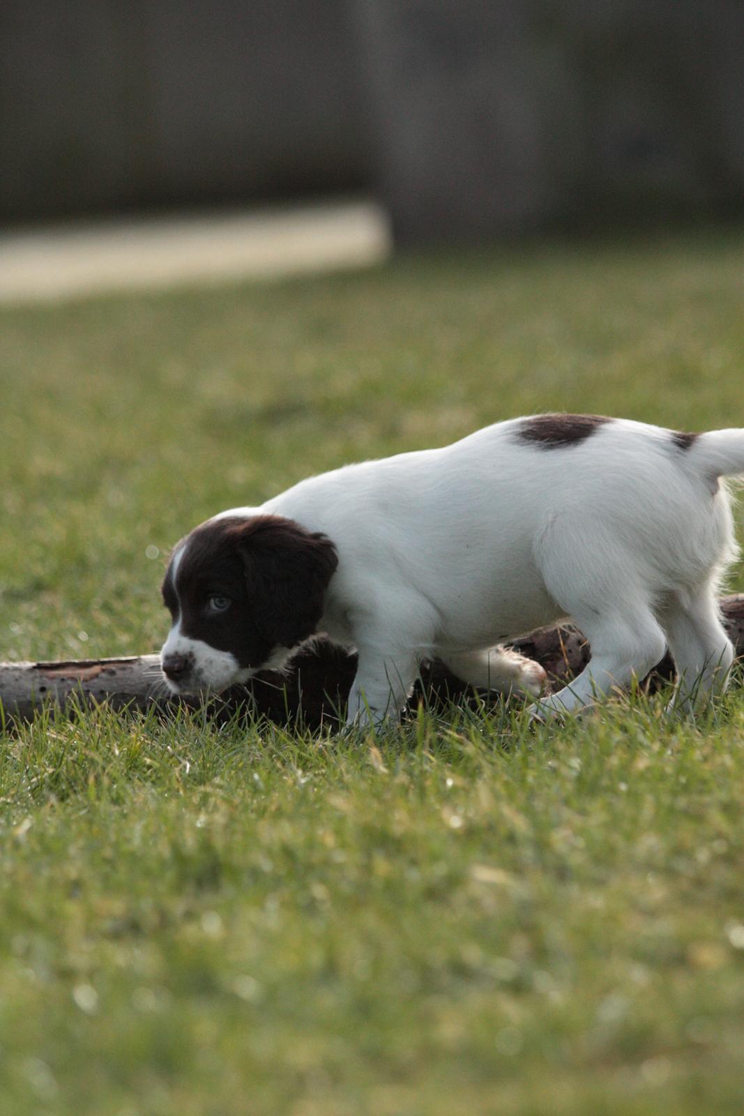 Field Trial spaniel Zeus billede 9