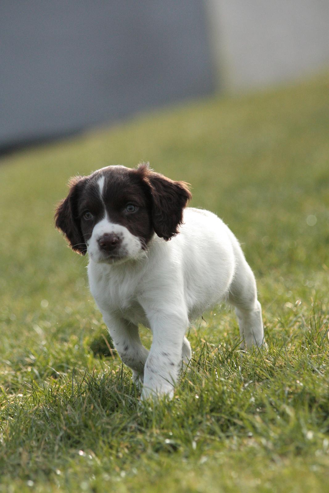 Field Trial spaniel Zeus billede 10