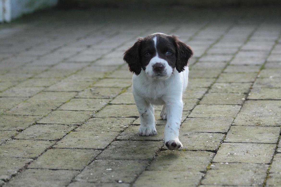 Field Trial spaniel Zeus billede 11