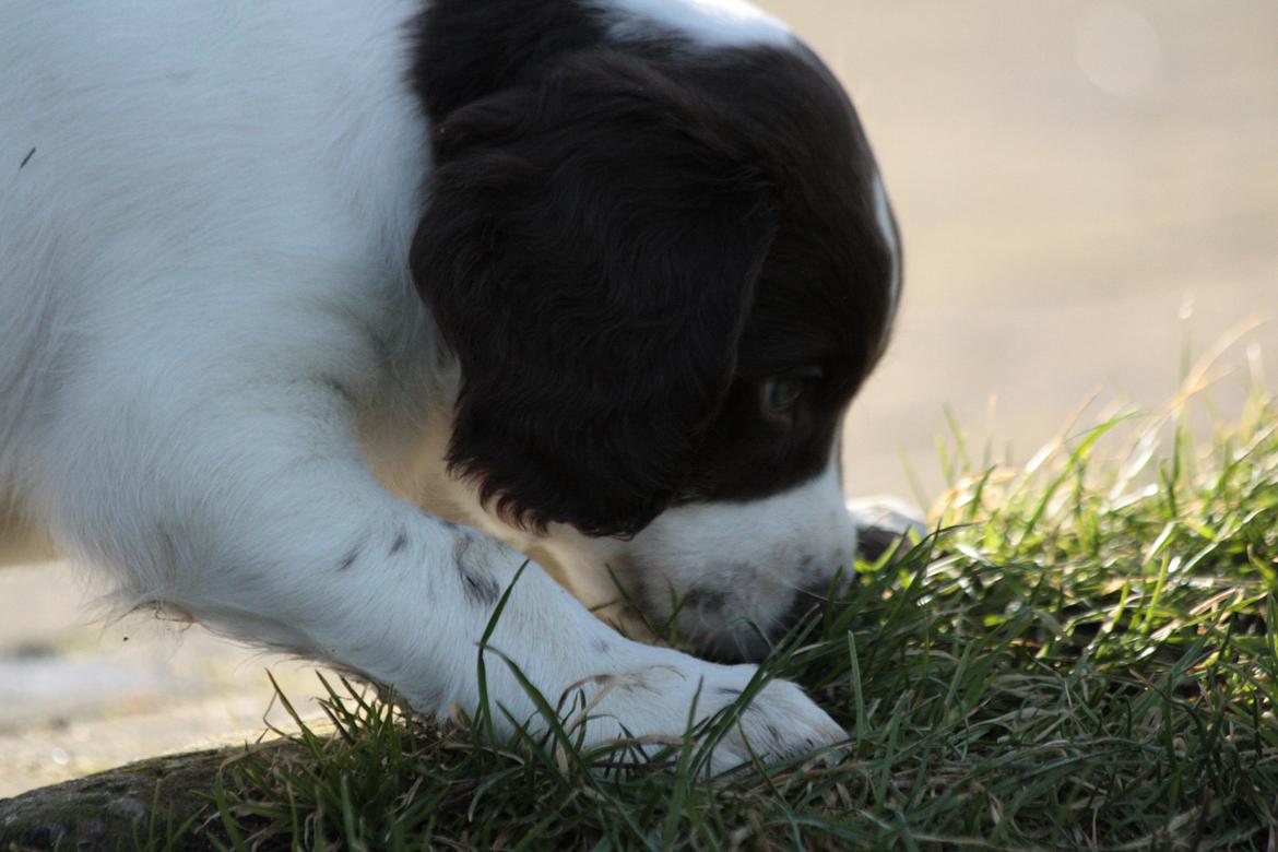 Field Trial spaniel Zeus billede 12