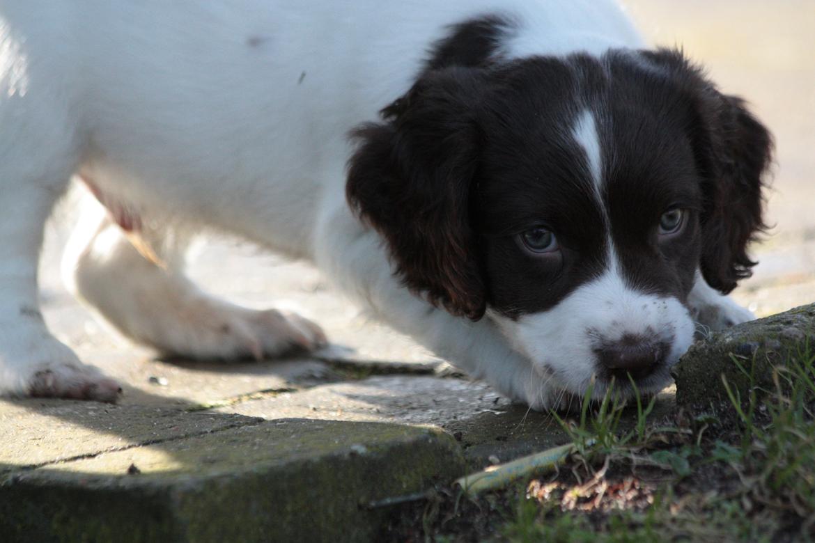 Field Trial spaniel Zeus billede 13