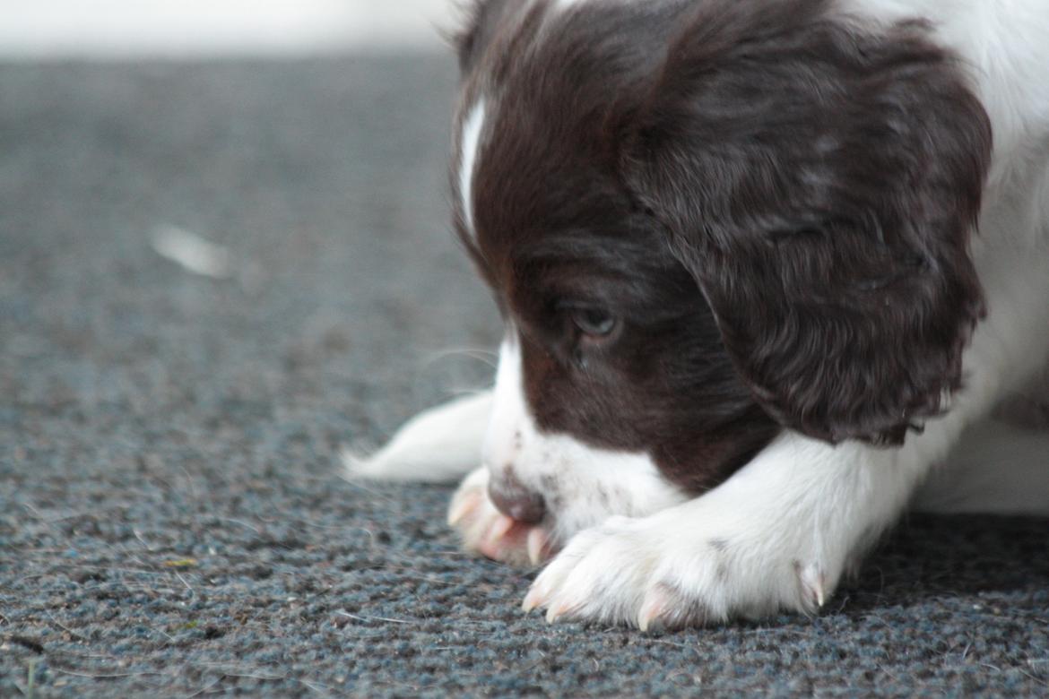 Field Trial spaniel Zeus billede 14