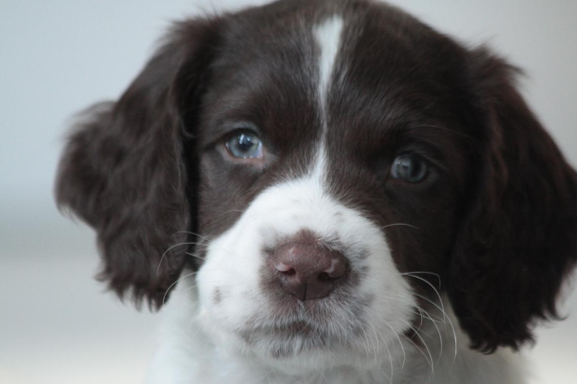 Field Trial spaniel Zeus billede 15