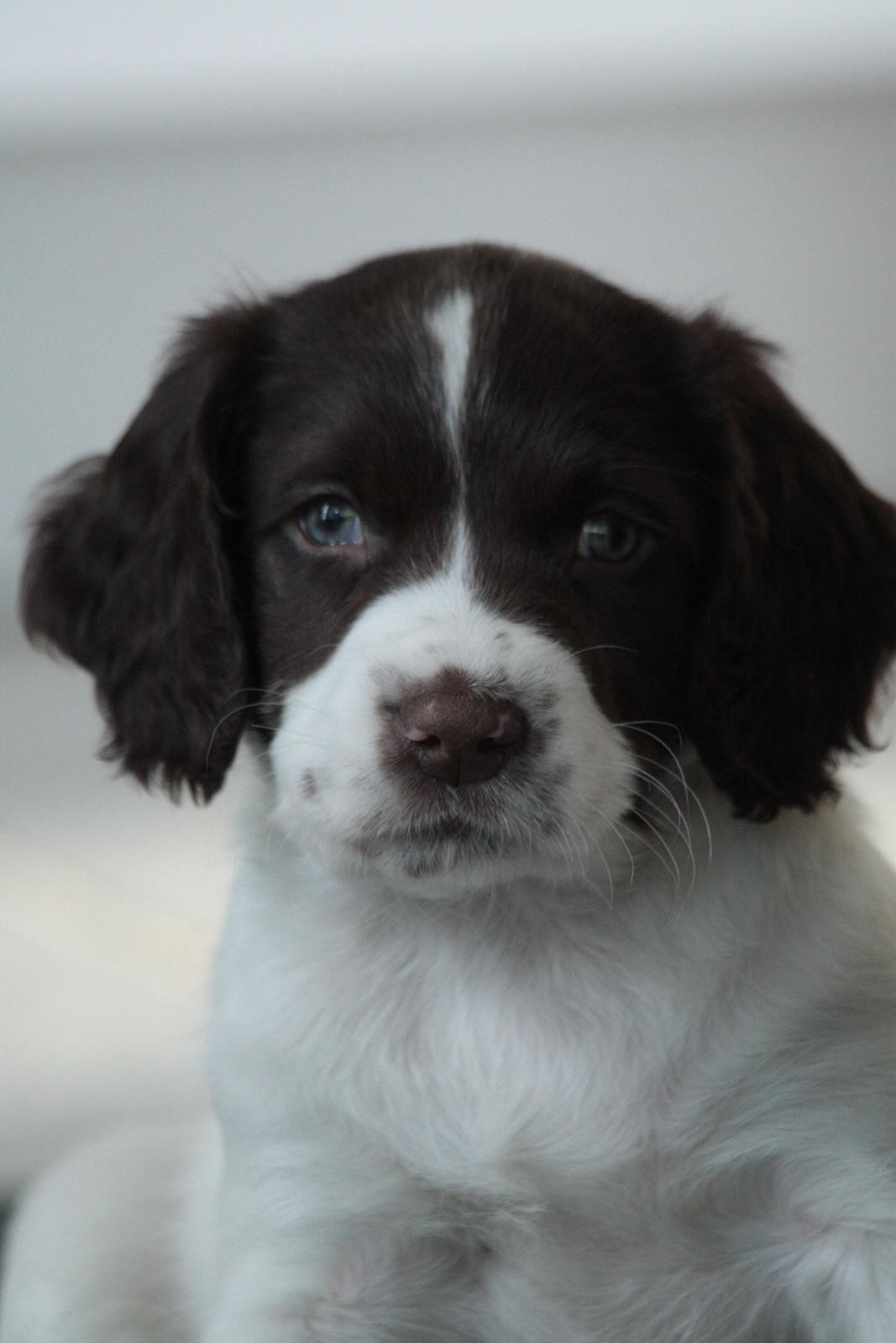 Field Trial spaniel Zeus billede 16