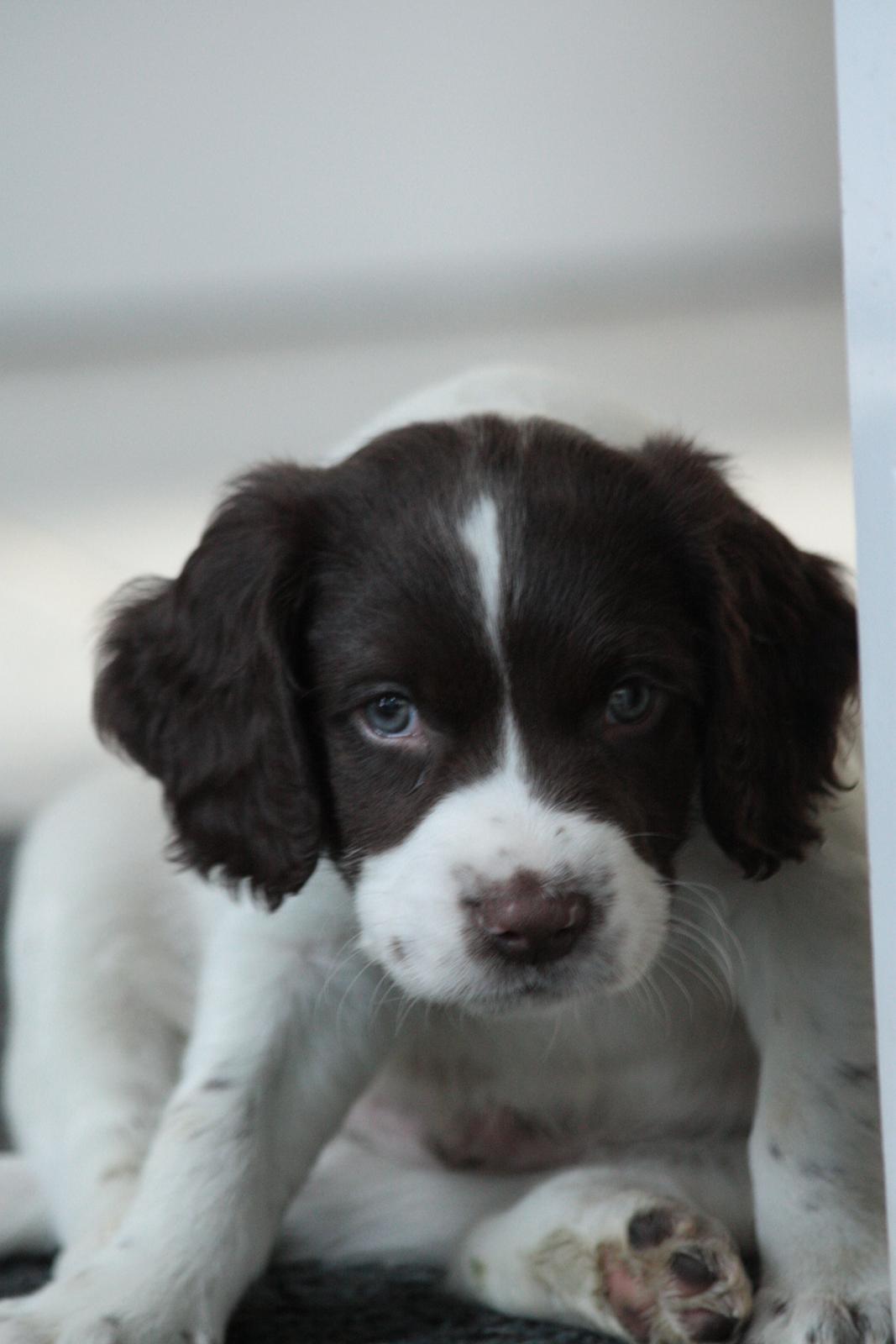 Field Trial spaniel Zeus billede 17