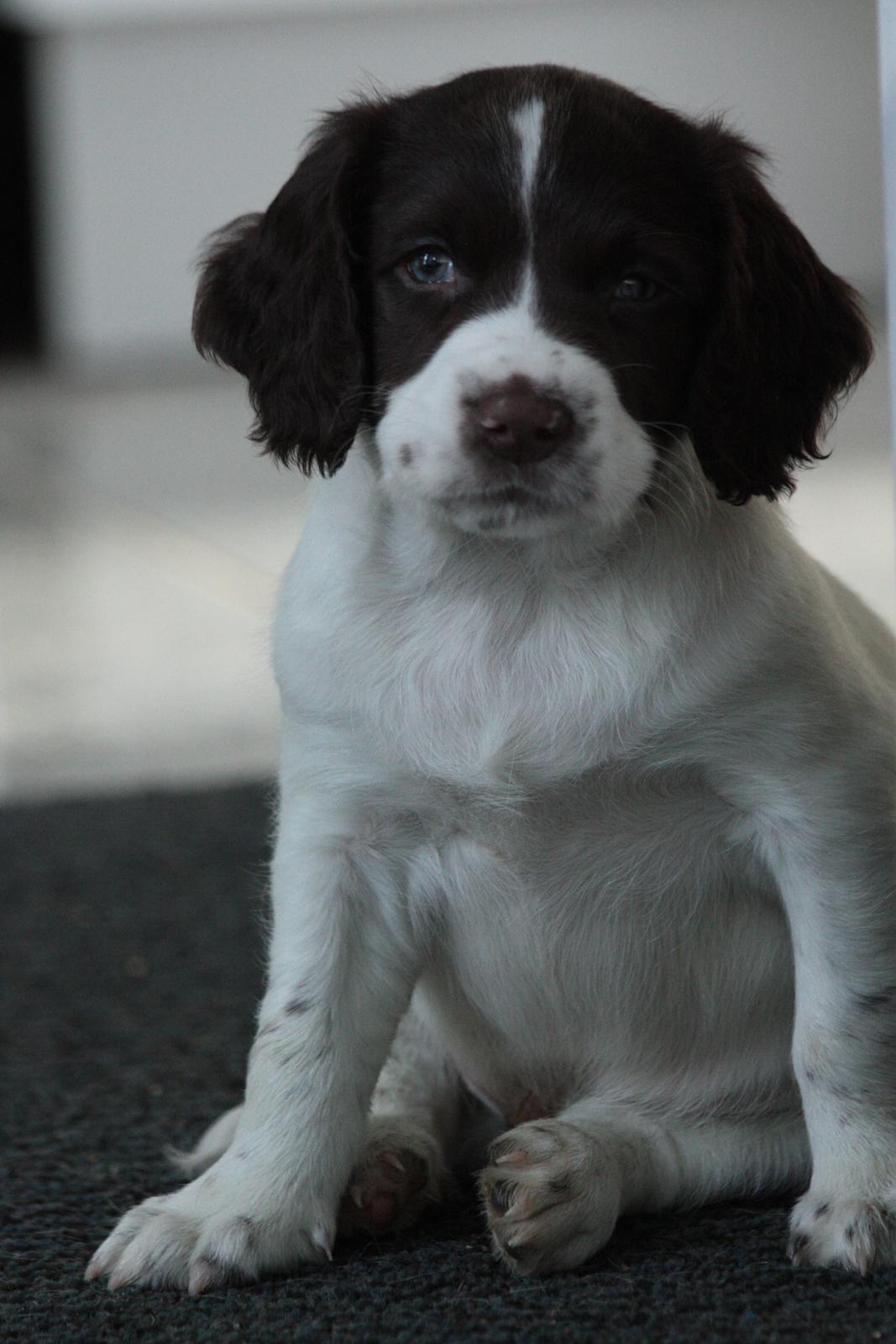 Field Trial spaniel Zeus billede 18