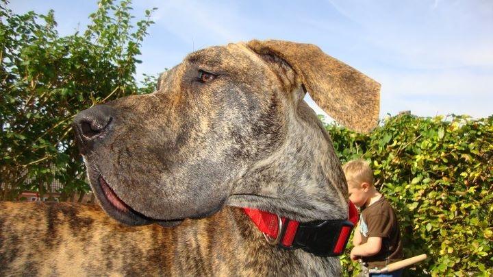 Grand danois Mille billede 3