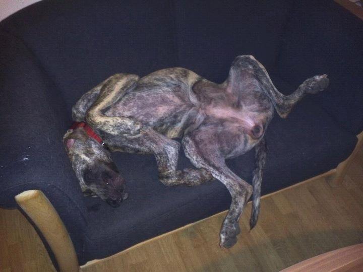 Grand danois Mille billede 4