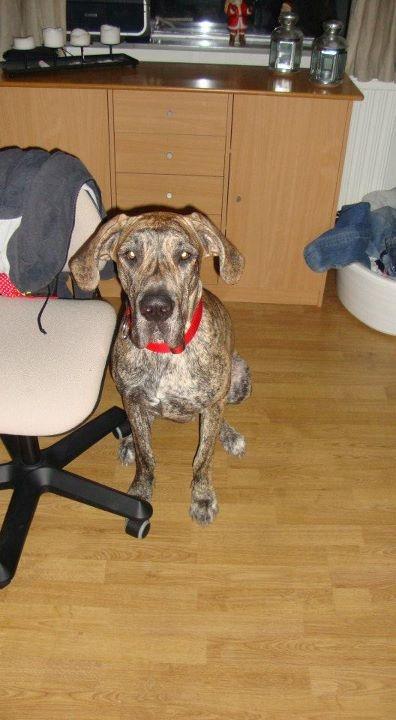 Grand danois Mille billede 5