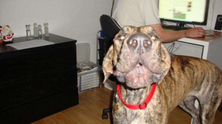 Grand danois Mille billede 6