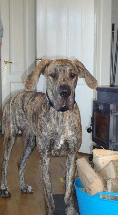 Grand danois Mille billede 7