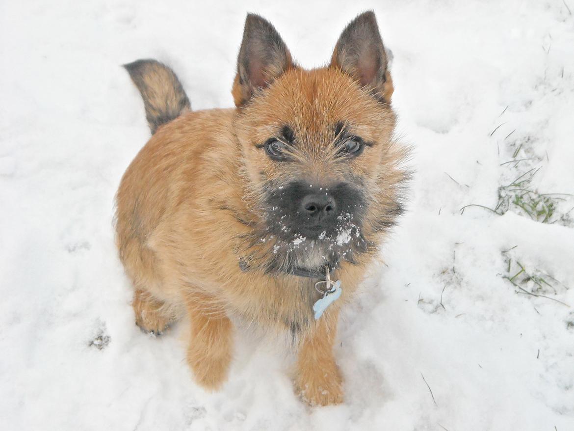 Blanding af racer rita billede 1