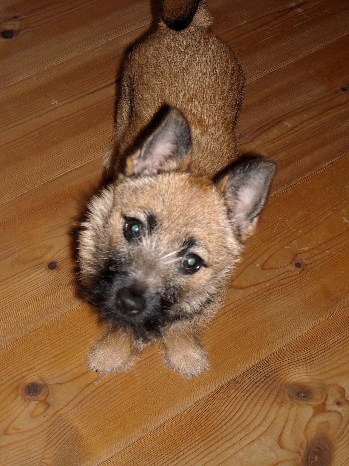 Blanding af racer rita billede 2