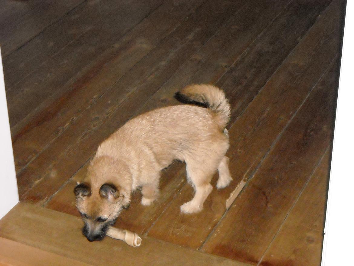 Blanding af racer rita billede 3