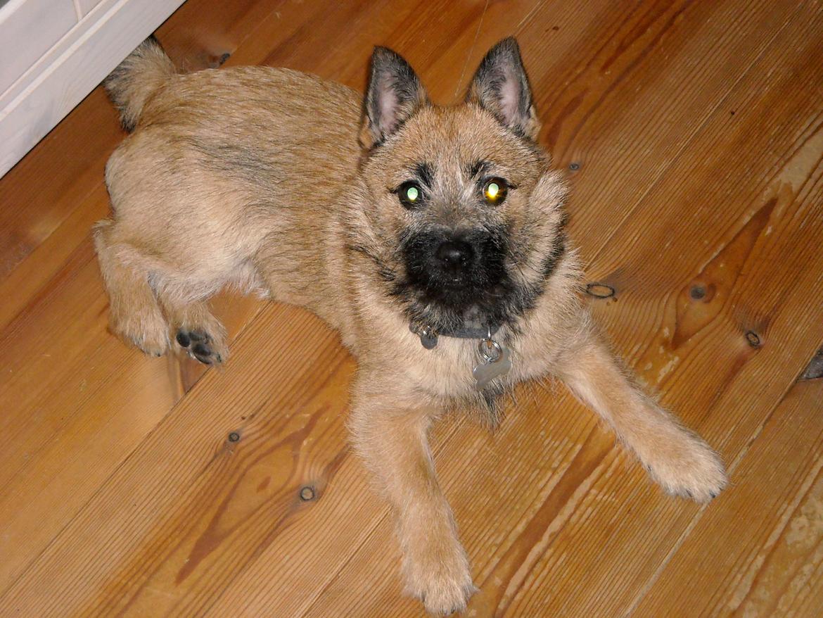 Blanding af racer rita billede 4