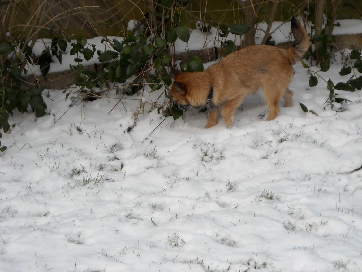 Blanding af racer rita billede 5