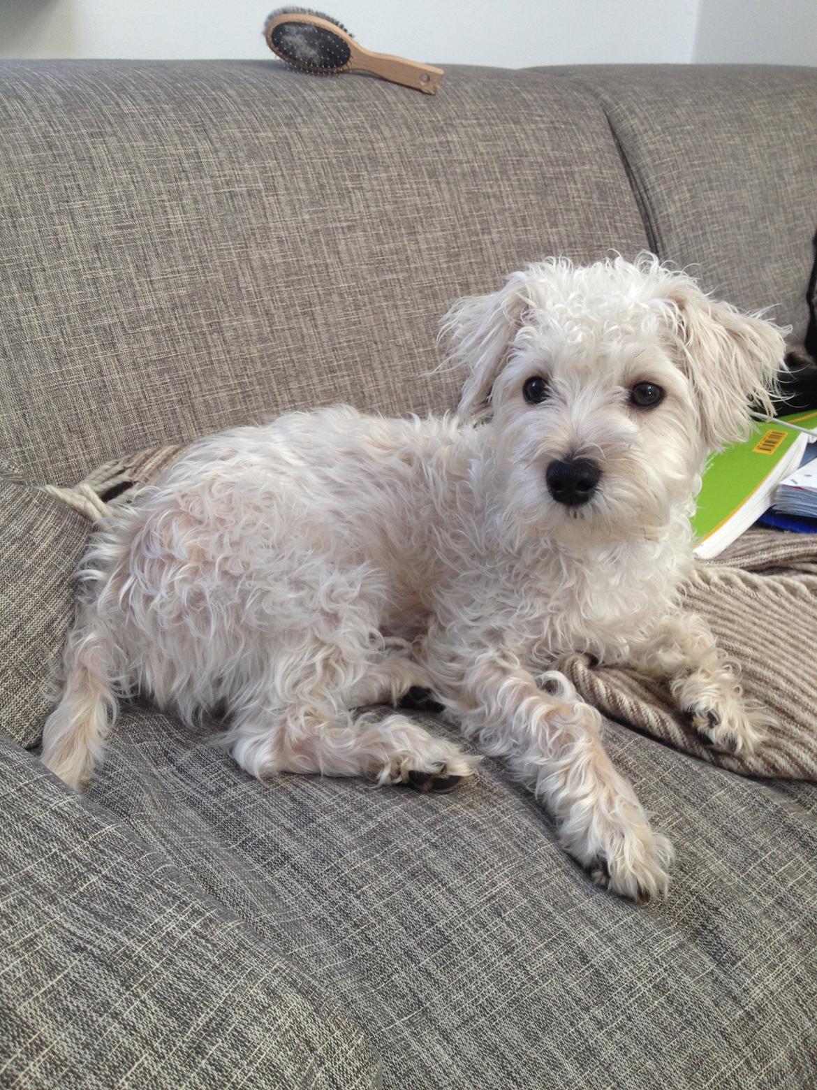 Blanding af racer Carsten billede 5