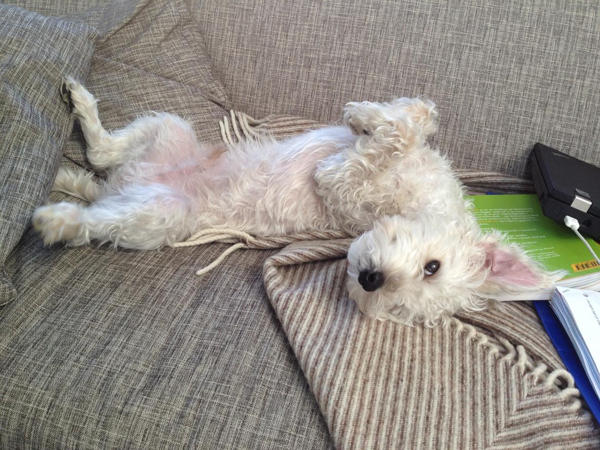 Blanding af racer Carsten billede 6