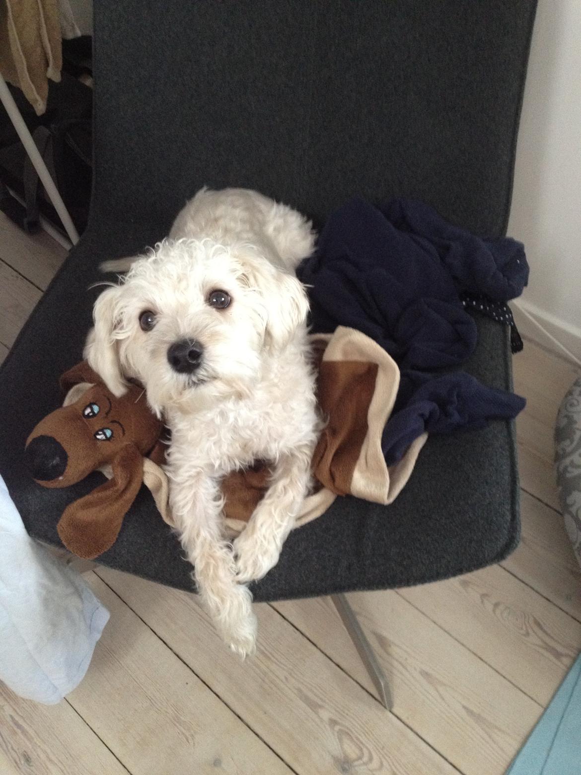 Blanding af racer Carsten billede 7