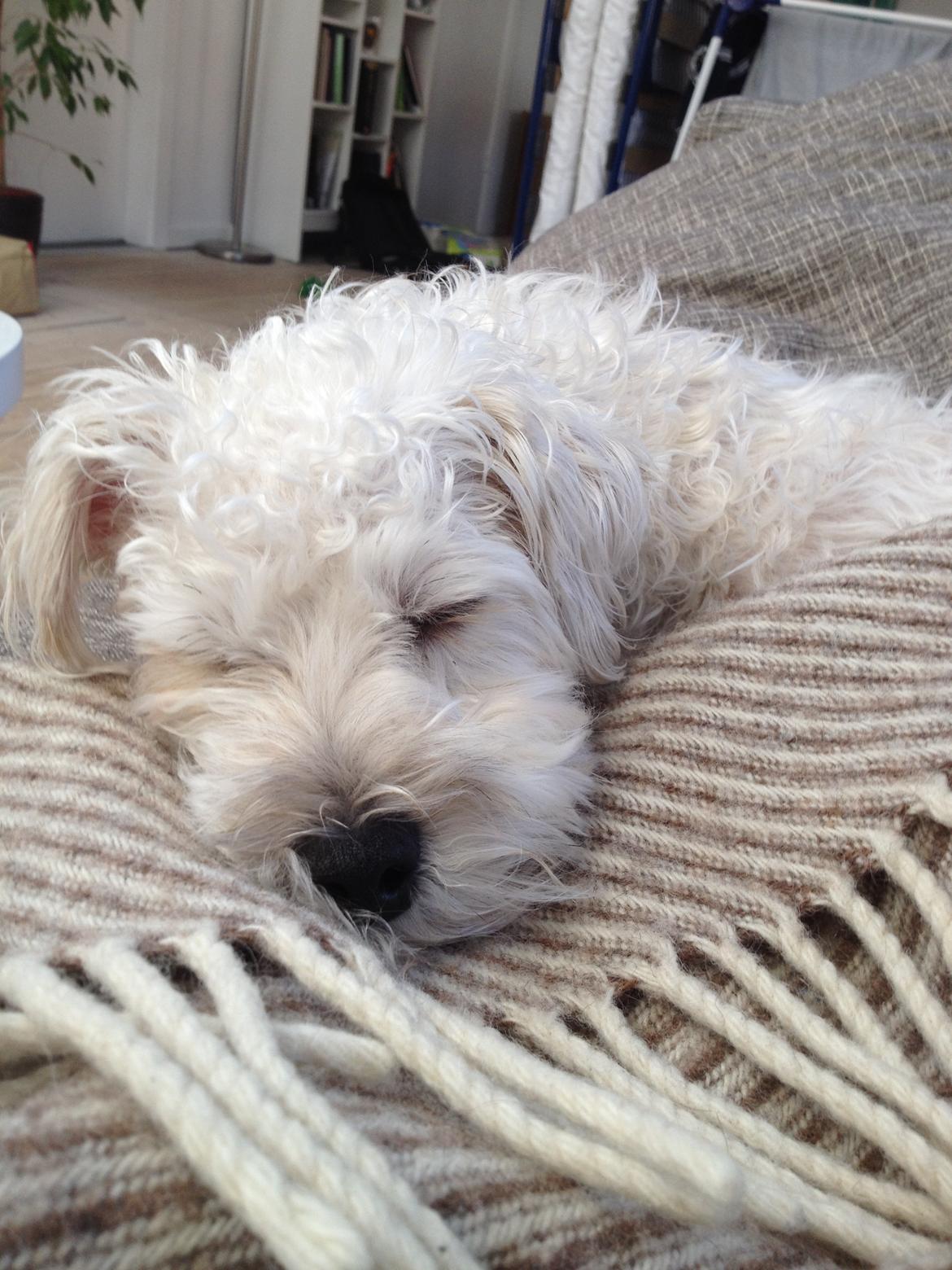 Blanding af racer Carsten billede 8