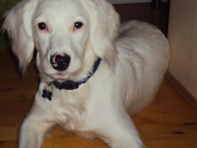 Blanding af racer Nicki *RIP* - NYT 18-02-2012.
Sidste dag jeg havde min skat :-(.<3 billede 4