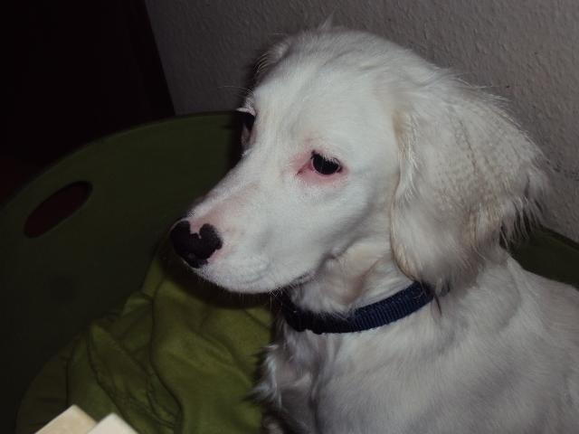 Blanding af racer Nicki *RIP* - NYT 18-02-2012. 
Der er så tomt her hjemme uden dig :-( billede 2