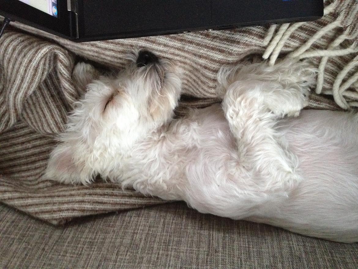 Blanding af racer Carsten billede 10