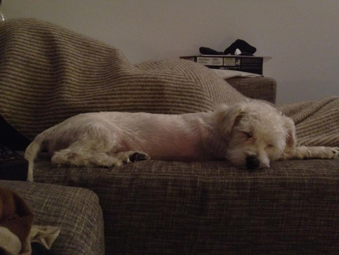 Blanding af racer Carsten billede 11