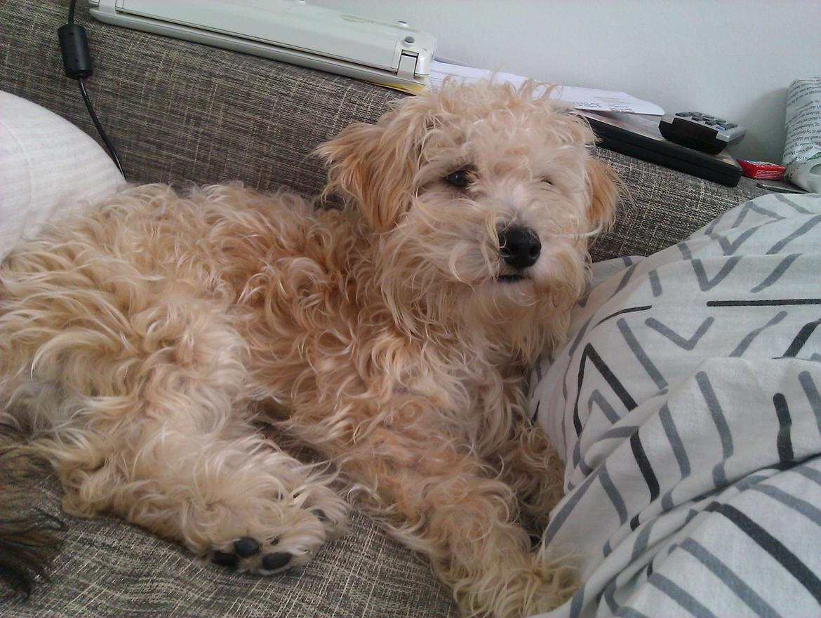 Blanding af racer Carsten billede 12