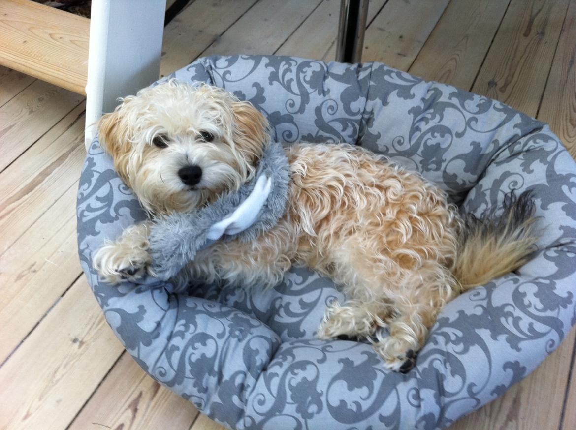 Blanding af racer Carsten billede 13