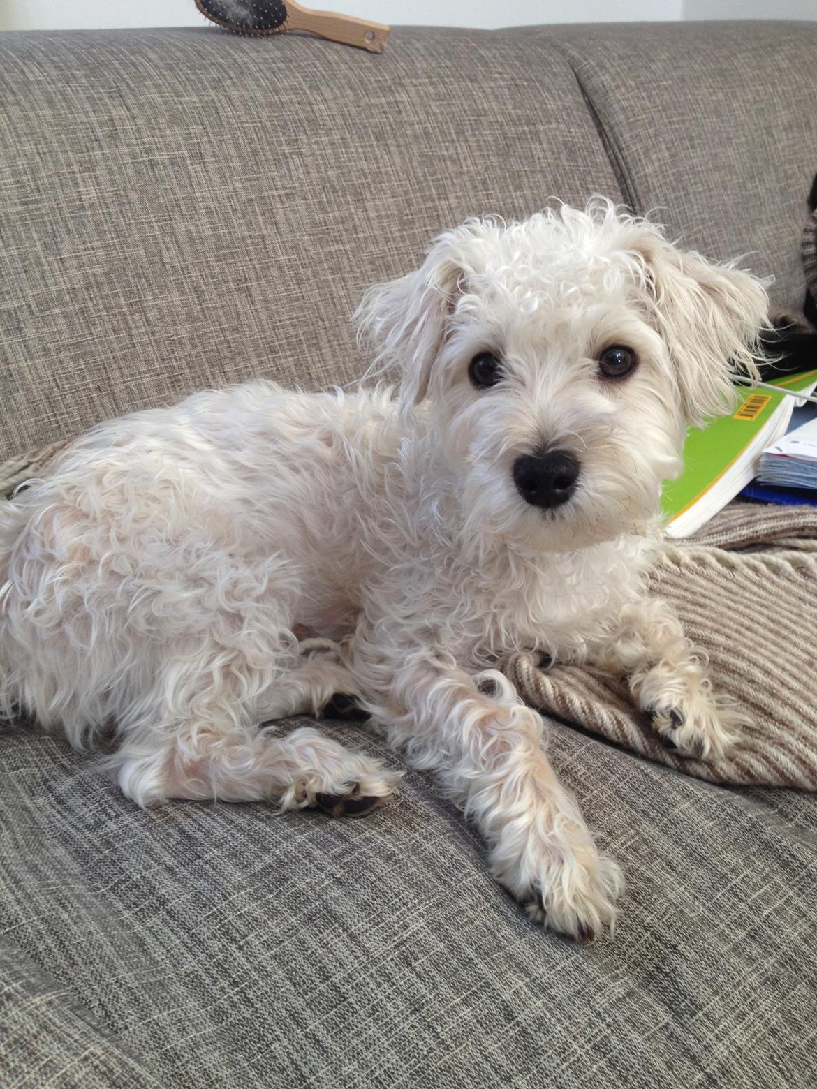 Blanding af racer Carsten billede 14