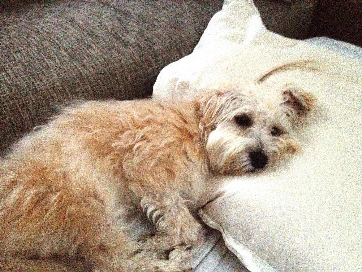 Blanding af racer Carsten billede 15