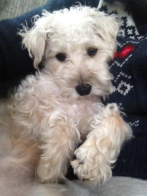 Blanding af racer Carsten billede 16