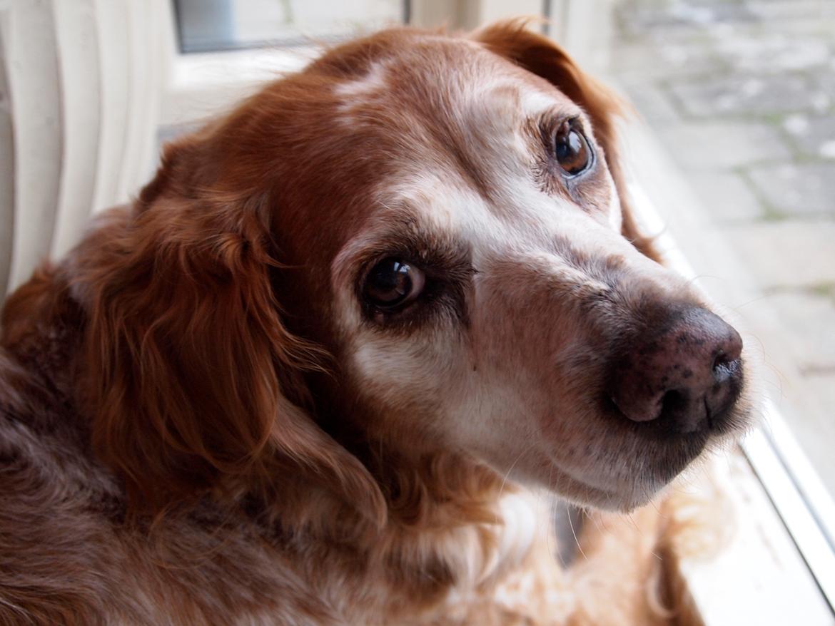 Breton Snubbi  - Velkommen til Snubbi's profil! :D billede 1