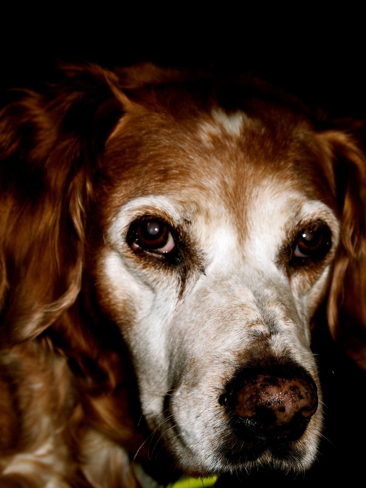 Breton Snubbi  - Du er så dejlig!<3
 billede 2