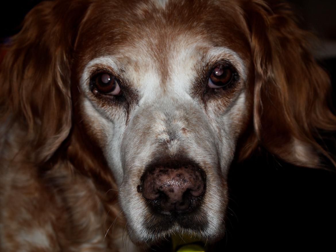 Breton Snubbi  billede 3