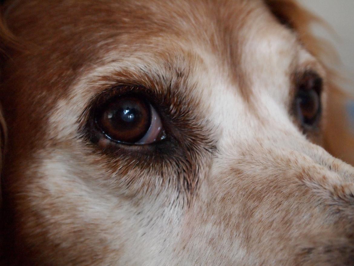 Breton Snubbi  billede 4