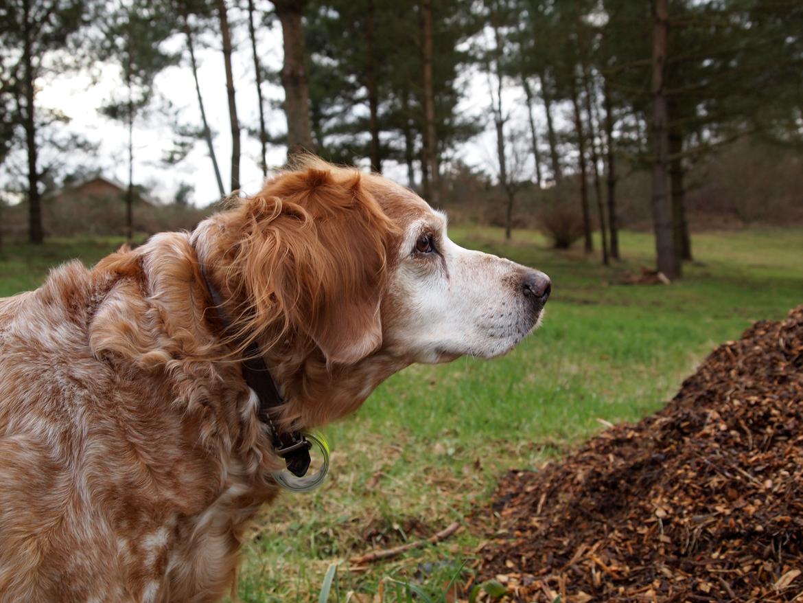 Breton Snubbi  - Jeg'Elsker'Diq!:* billede 5