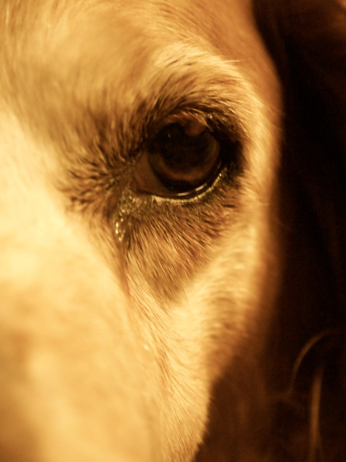 Breton Snubbi  billede 6