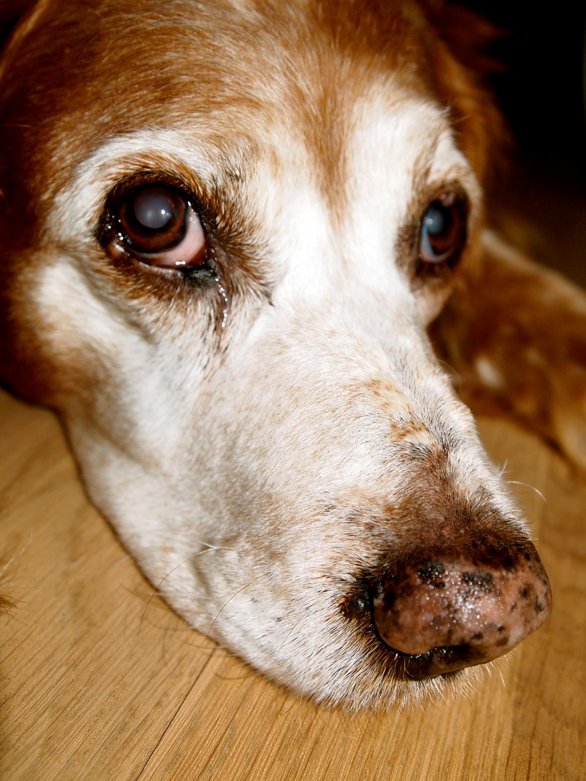 Breton Snubbi  billede 7