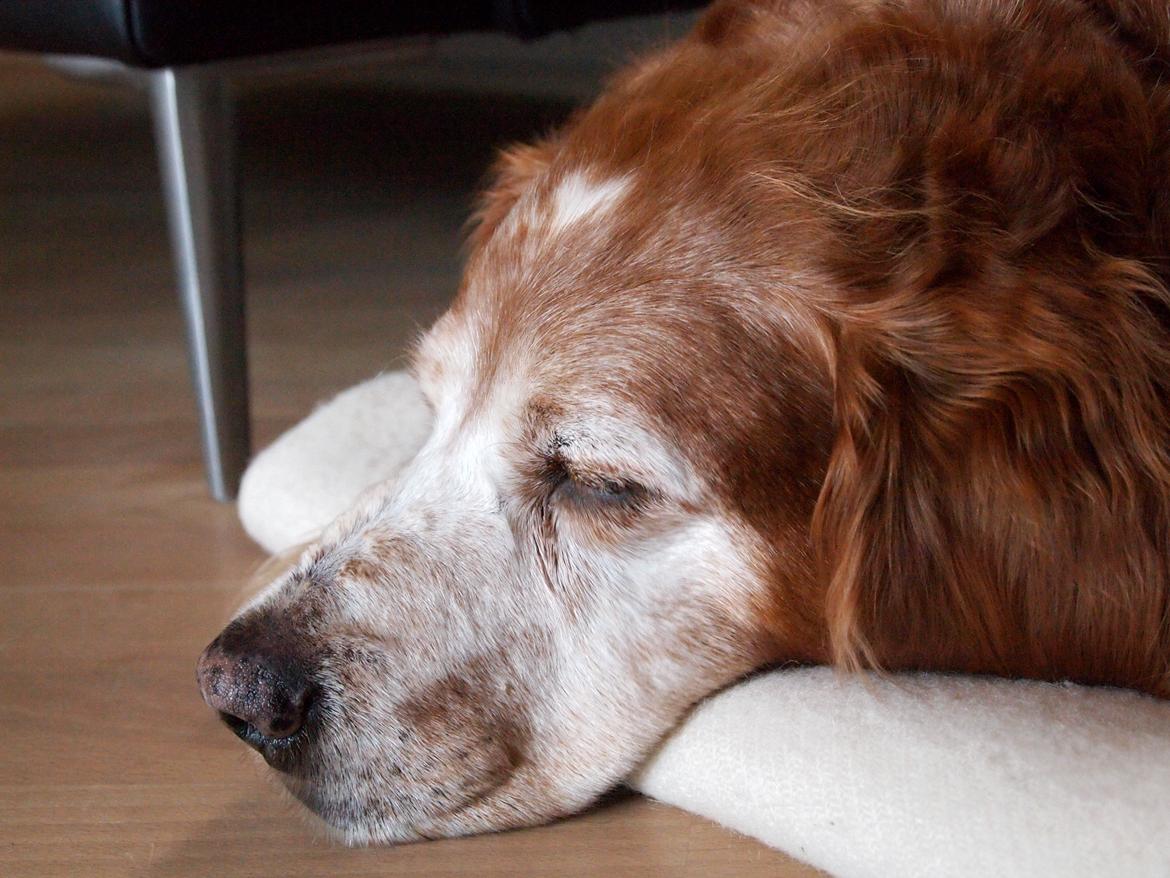 Breton Snubbi  billede 8