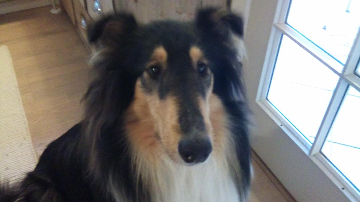 Collie langhåret Thea - Thea inde i vores stue billede 1