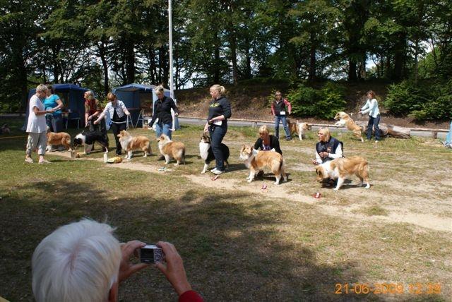 Collie langhåret Thea - Thea sammen med mig på Himmelbjerget (Den sorte i midden) billede 2