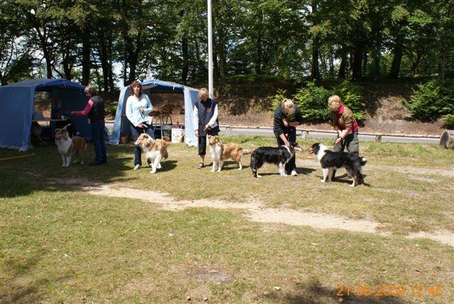 Collie langhåret Thea - Thea sammen med mig på Himmelbjerget der snakker med sin søster (Thea nr. 2 fra højre) billede 3