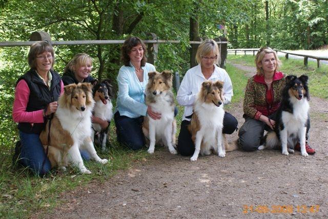 Collie langhåret Thea - Thea på Himmelbjerget med sine søskende (nr. 2 fra venstre) billede 4