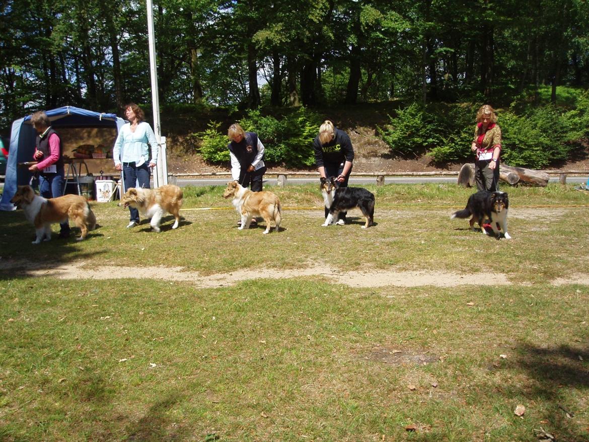 Collie langhåret Thea - Thea sammen med mig på Himmelbjerget (nr. 2 fra højre) billede 6