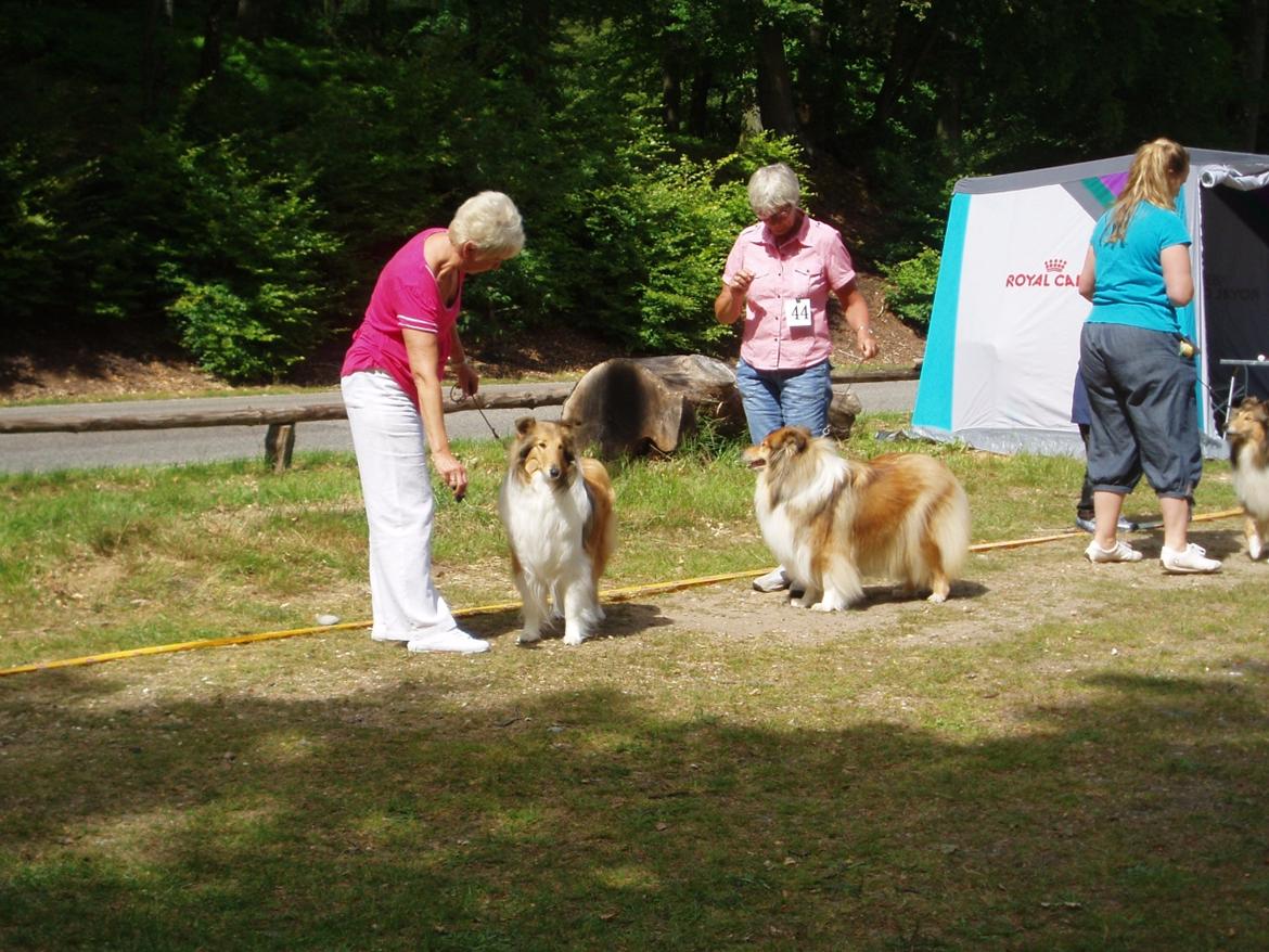Collie langhåret Thea - Thea's mor Dee Dee og opdrætter Birgit :) (til venstre) billede 7