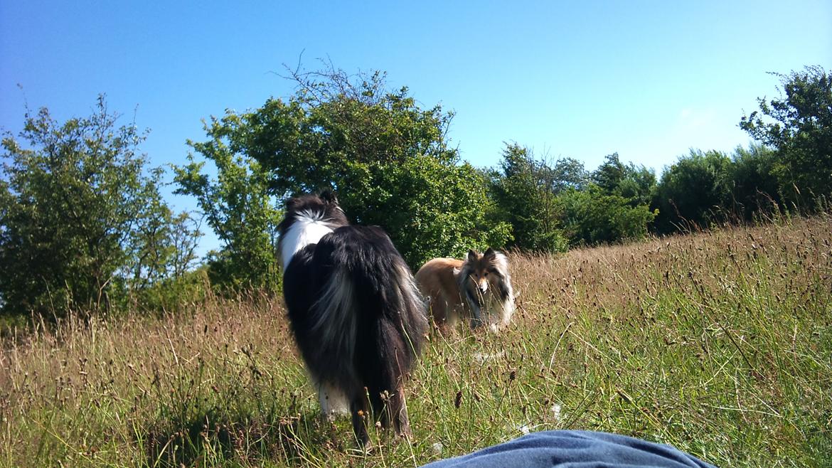 Collie langhåret Thea - Thea og min venindes hund Prinsess der leger (Thea er den sorte) billede 9